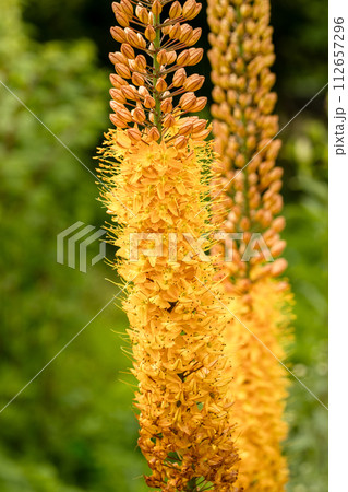 Eremurus Cleopatra Foxtail Lily in flowers garden 112657296