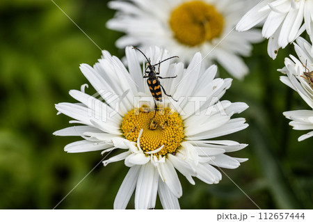 Plagionotus arcuatus, striped longhorned beetle close-up on chamomile flower Plagionotus arcuatus, striped longhorned beetle close-up on chamomile flower 112657444