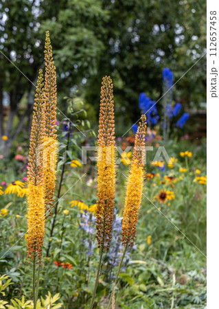 Eremurus Cleopatra Foxtail Lily in flowers garden 112657458