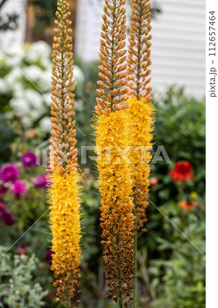 Eremurus Cleopatra Foxtail Lily in flowers garden 112657464