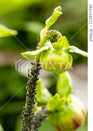 Black bean aphids aphis fabae colony on heavyly infested plant stem Black bean aphids aphis fabae colony on heavyly infested plant stem 112657480