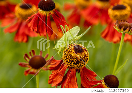 Large green grasshopper on red helenium flowers in the garden Large green grasshopper on red helenium flowers in the garden 112657540