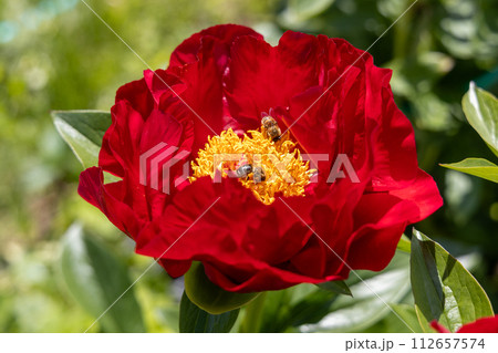 Paeonia Mackinac Grand flowers in garden. Bright red peony flowers, close-up 112657574