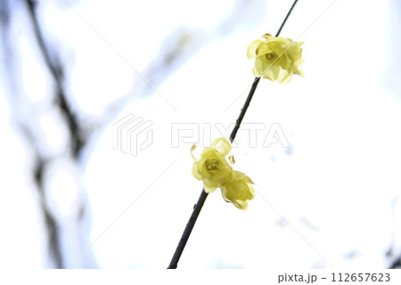 冬の天龍寺を訪れる 112657623