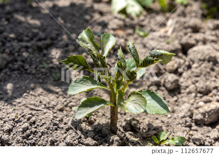 Young dahlia plant, leaves damaged by frost. Young dahlia plant, leaves damaged by frost. 112657677