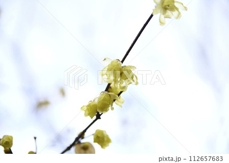 冬の天龍寺を訪れる 112657683