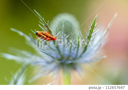 Rhagonycha fulva or rufous softfoot on a blue eryngium flower 112657697