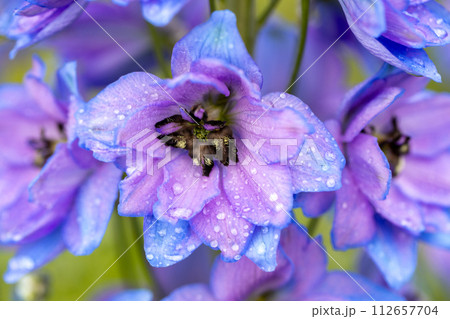Blue Delphinium with water drops macro 112657704