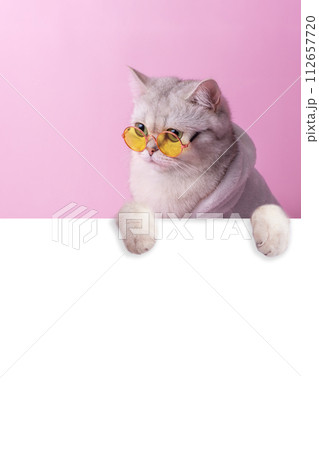 A white cat in yellow glasses, peeks out from behind a white empty banner A white cat in yellow glasses, peeks out from behind a white empty banner 112657720