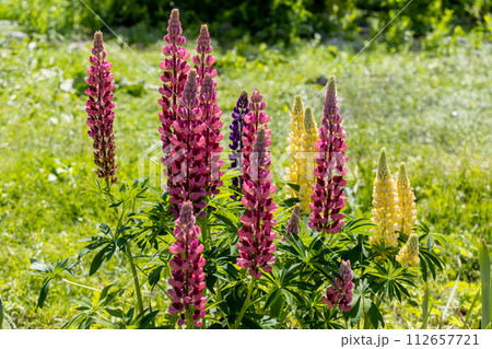 Lupines, lupine plant with pink, yellow, purple flowers growing in the garden Lupines, lupine plant with pink, yellow, purple flowers growing in the garden 112657721