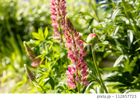 Pink lupines blooming on spring in the garden Pink lupines blooming on spring in the garden 112657723