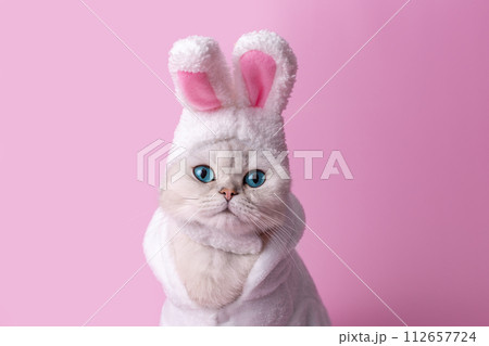 Funny white cat in a hat with bunny ears, in a white coat, on a pink background,close up 112657724
