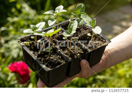 A male farmer holds a basil seedling in his hands. Agriculture and farming concept. A male farmer holds a basil seedling in his hands. Agriculture and farming concept. 112657725