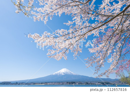 「山梨県」河口湖畔から眺める富士山と満開の桜 「山梨県」河口湖畔から眺める富士山と満開の桜 112657816