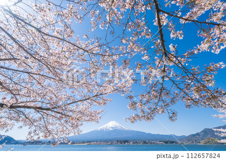 「山梨県」河口湖畔から眺める富士山と満開の桜 112657824