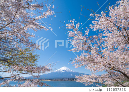 「山梨県」河口湖畔から眺める富士山と満開の桜 112657828