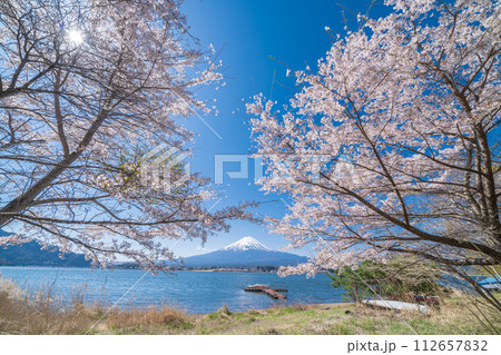 「山梨県」河口湖畔から眺める富士山と満開の桜 112657832