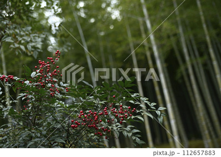 冬の天龍寺を訪れる 112657883