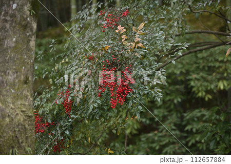 冬の天龍寺を訪れる 112657884