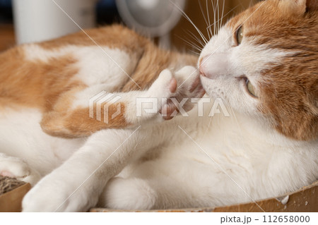 毛繕いをする猫 茶トラ白 毛繕いをする猫 茶トラ白 112658000