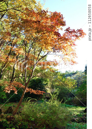 紅葉のじゅんさい池公園（新潟県）	 112658058