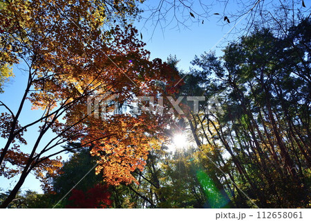 紅葉のじゅんさい池公園（新潟県）	 112658061