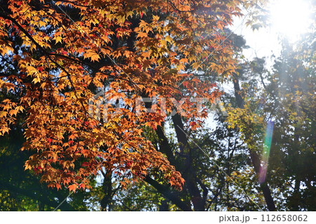紅葉のじゅんさい池公園（新潟県）	 112658062