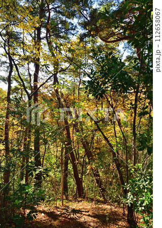 紅葉のじゅんさい池公園（新潟県）	 112658067
