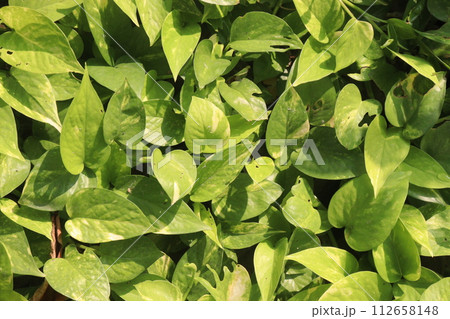 Devil's ivy tree on hanging pot in farm Devil's ivy tree on hanging pot in farm 112658148