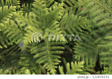 Araucaria leaf plant on farm 112658152