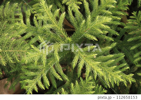 Araucaria leaf plant on farm 112658153