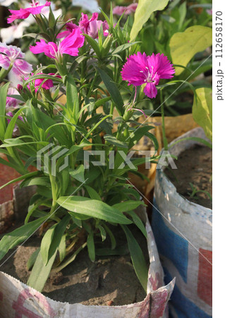 dianthus barbatus white pink flower plant dianthus barbatus white pink flower plant 112658170