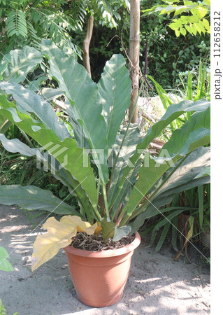 Bird's-nest fern leaf plant on farm Bird's-nest fern leaf plant on farm 112658212