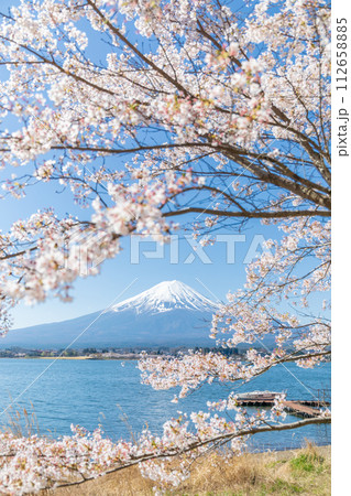 「山梨県」河口湖畔から眺める富士山と満開の桜 112658885