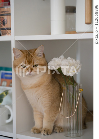happy and relax concept with british cat play in cabinet in the livingroom happy and relax concept with british cat play in cabinet in the livingroom 112658896