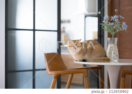 happy and relax concept with british cat play on table in the livingroom happy and relax concept with british cat play on table in the livingroom 112658902