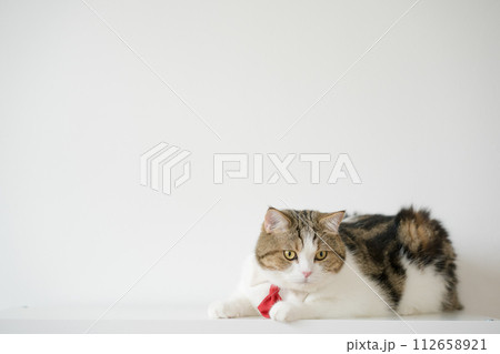business concept with tabby scottish cat costume with necktie during sit on white table business concept with tabby scottish cat costume with necktie during sit on white table 112658921