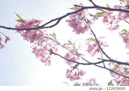 河津桜の枝 河津桜の枝 112659095