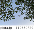 空を覆う新緑の葉 112659729