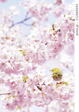 満開の桜の花に囲まれたメジロ 満開の桜の花に囲まれたメジロ 112660045