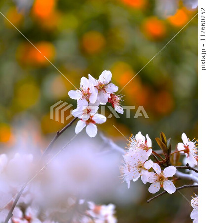 桜の咲き始め 112660252