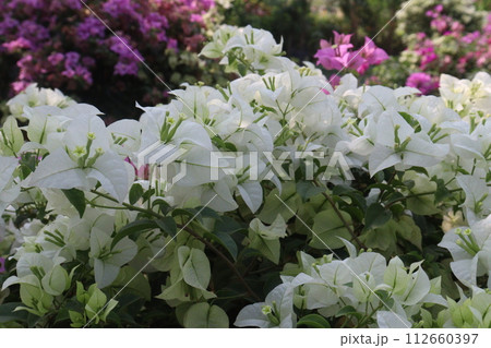 Bougainvillea flower plant on farm Bougainvillea flower plant on farm 112660397