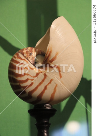 オウムガイの標本 112660574