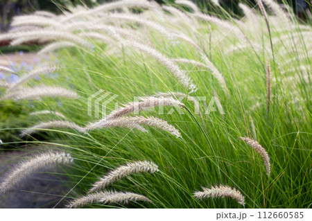 Fountain grass or pennisetum alopecuroides Fountain grass or pennisetum alopecuroides 112660585