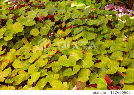 Begonia plants in the garden 112660603
