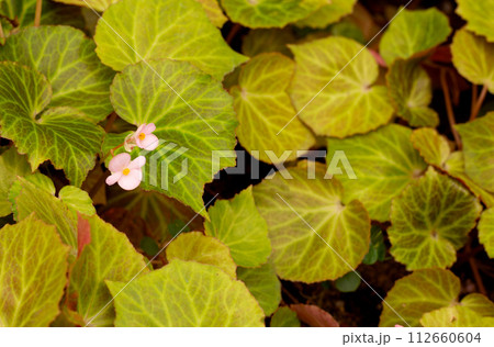 Begonia plants in the garden Begonia plants in the garden 112660604