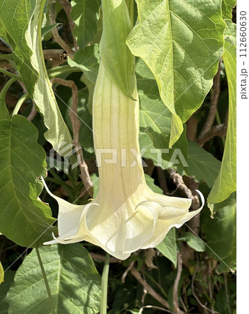 Flower of Angels trumpet (lat.- Brugmansia arborea) 112660630