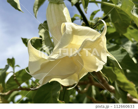 Flower of Angels trumpet (lat.- Brugmansia arborea) Flower of Angels trumpet (lat.- Brugmansia arborea) 112660633