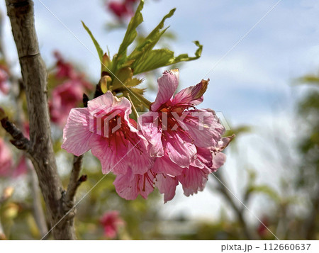 Taiwanese cherries or Fomosan cherries (lat.- prunus campanulata) Taiwanese cherries or Fomosan cherries (lat.- prunus campanulata) 112660637