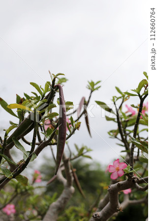 Adenium obesum tree with pink flowers. Green leaves Adenium obesum tree with pink flowers. Green leaves 112660764